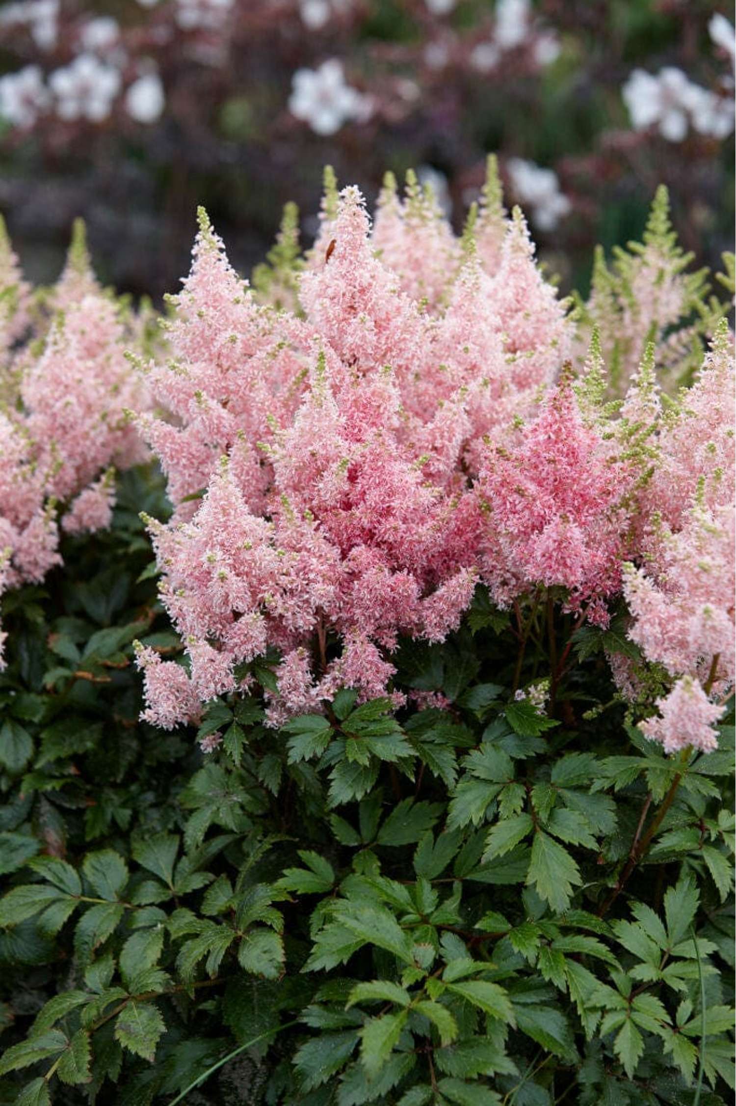Astilbe ‘Younique Salmon’